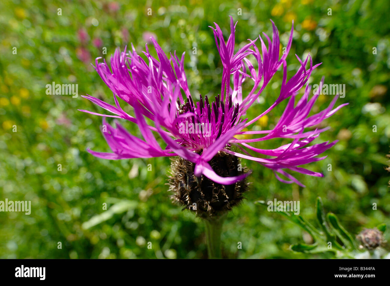 Fiordaliso alpino ( Centaurea alpestris ). Alpi bernesi, Svizzera Foto Stock