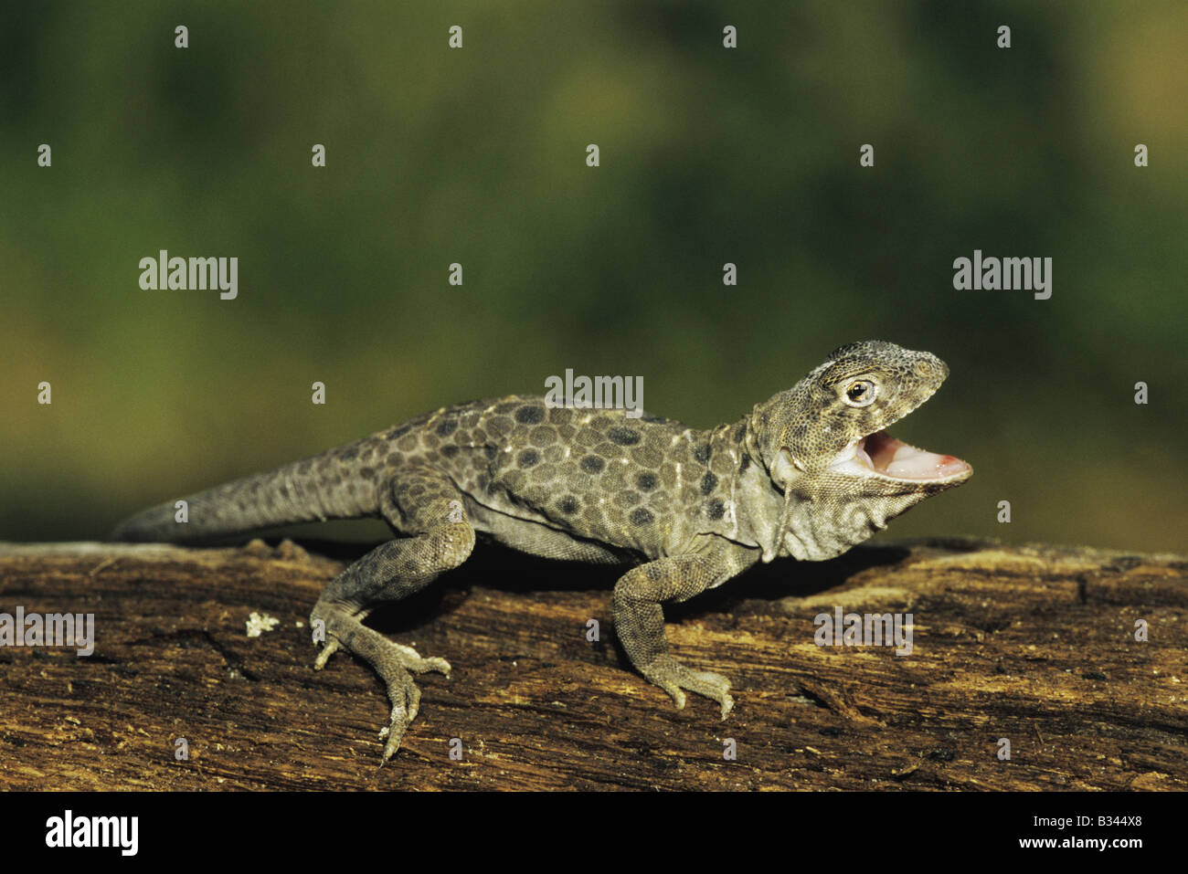 Reticolare lucertola a collare Crotaphytus reticulatus adulto ensoleillement Starr County Rio Grande Valley Texas USA Foto Stock