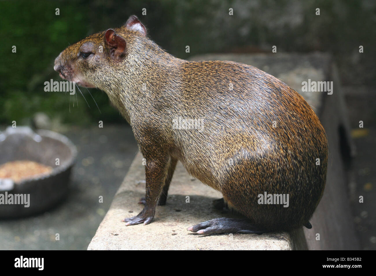 Dasyprocta punctata è un grosso roditore della foresta pluviale in Panama. Foto Stock