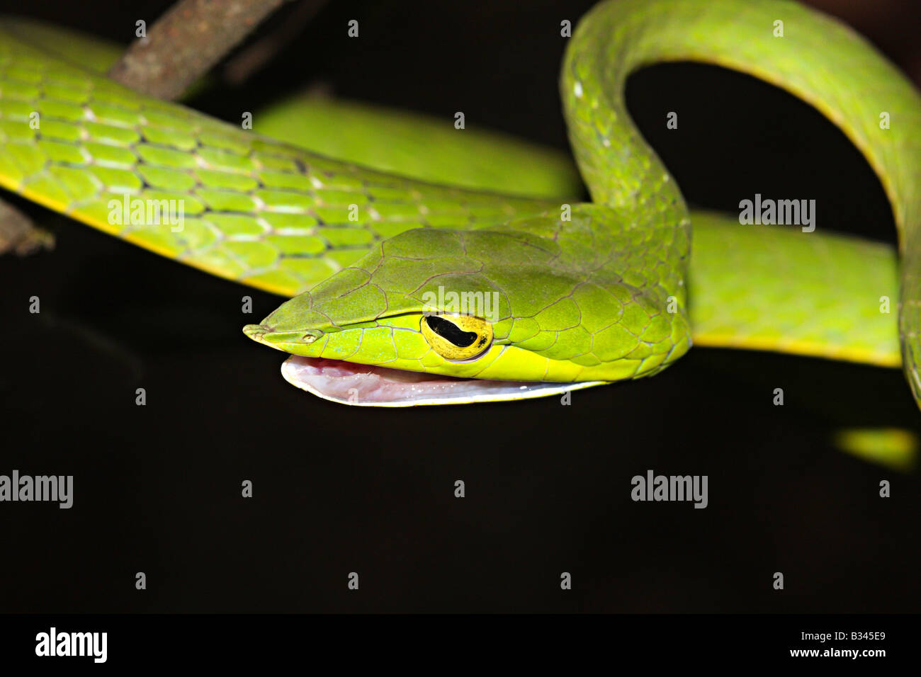 Vite comune Snake. Nasutus Ahaetulla Non velenosa, comune, verde. Amboli, Maharashtra, INDIAs Foto Stock