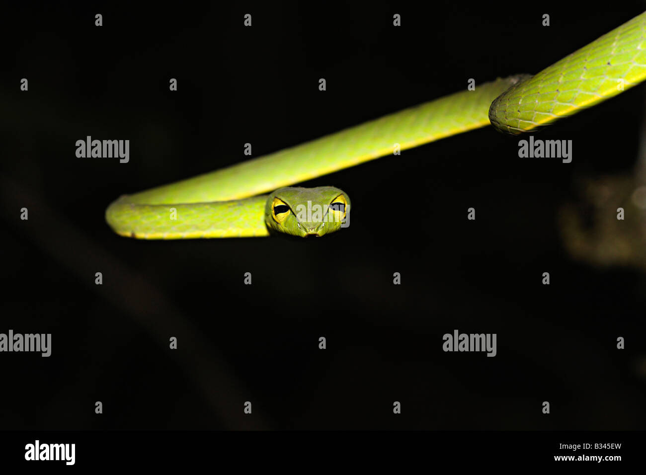 Vite comune Snake. Nasutus Ahaetulla Non velenosa, comune, verde. Amboli, Maharashtra, India Foto Stock