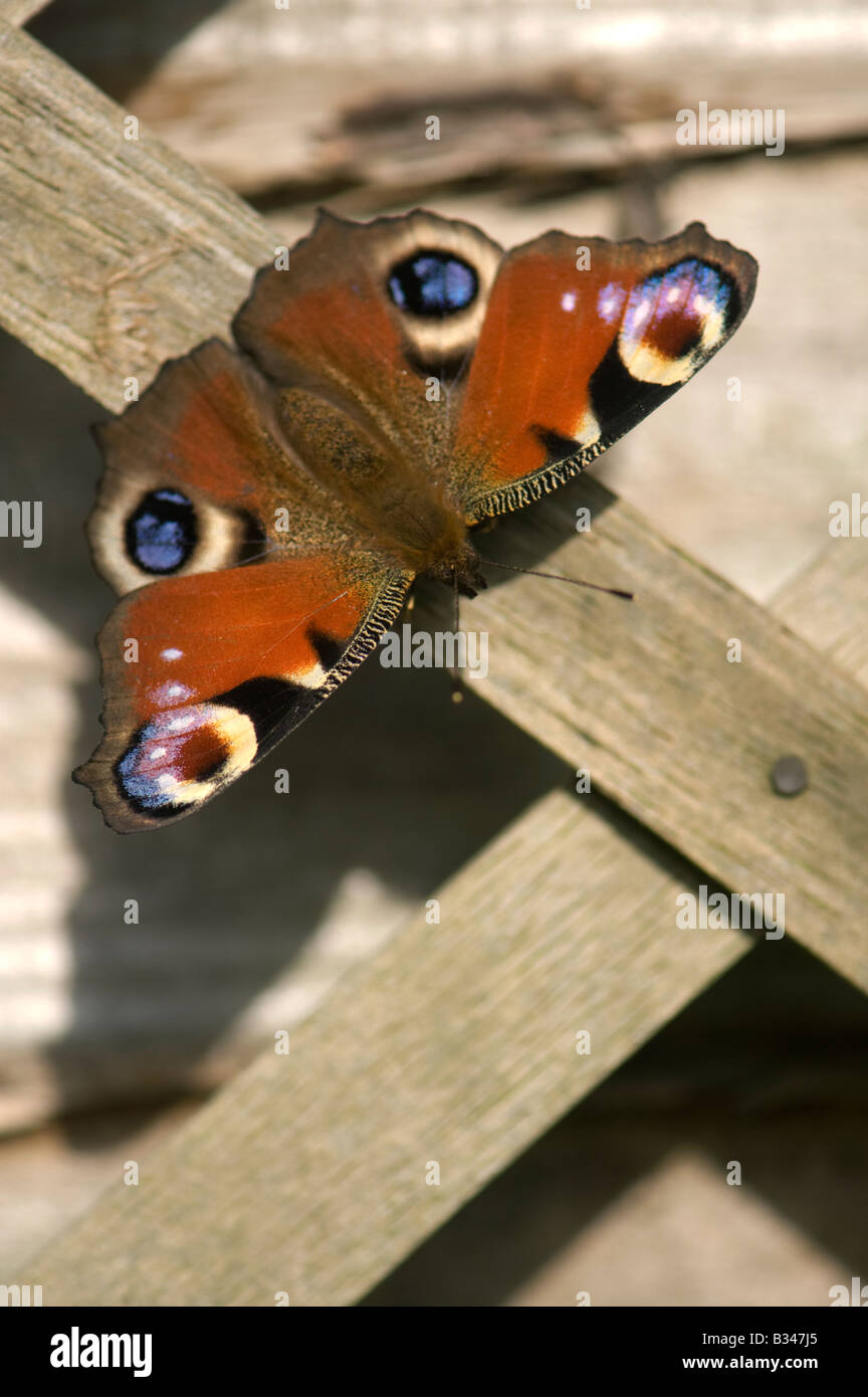 Aglais io. Farfalla pavone sulla recinzione da giardino Foto Stock