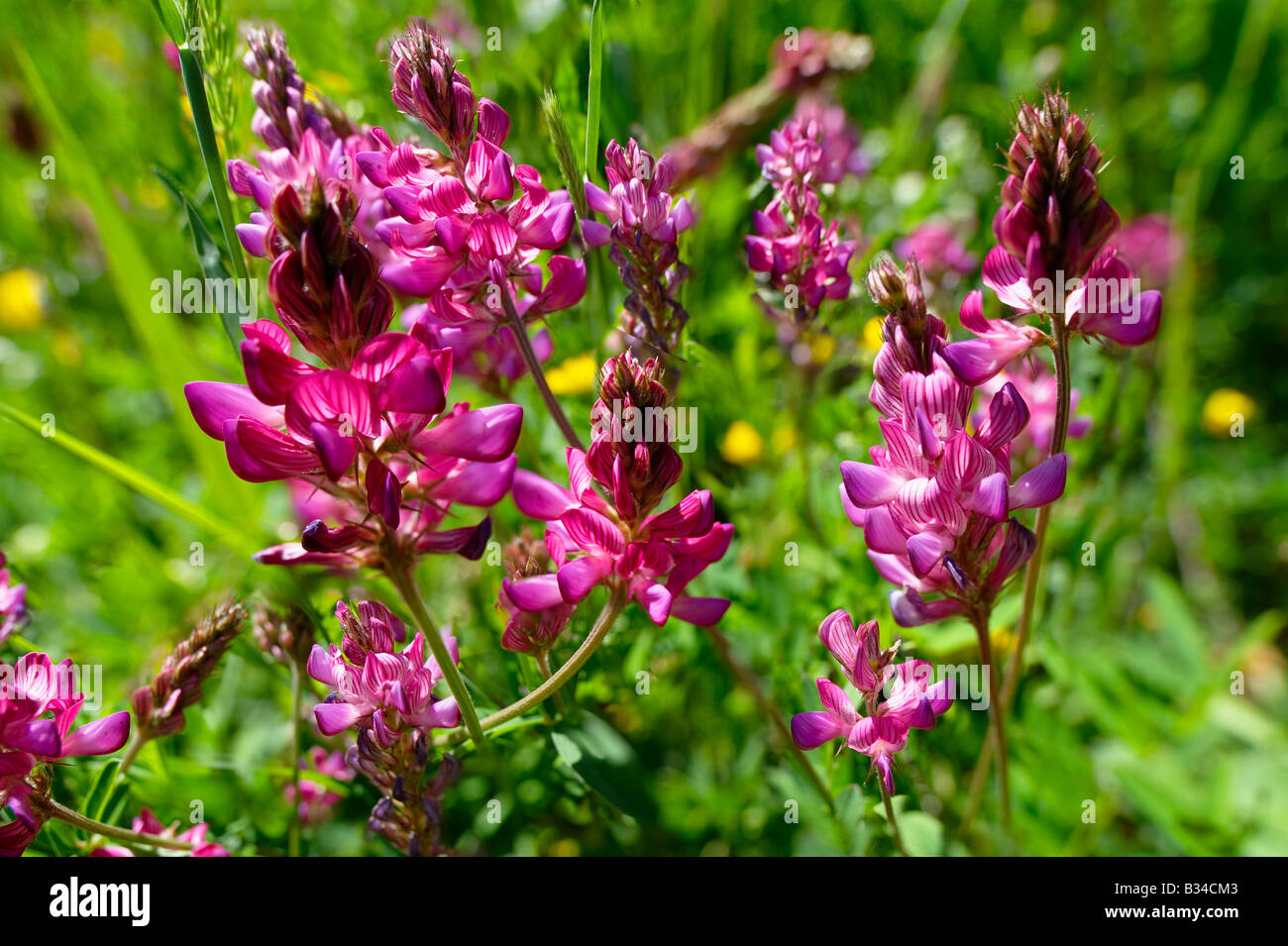 Vetch rosa fiori - pascoli alpini Foto Stock