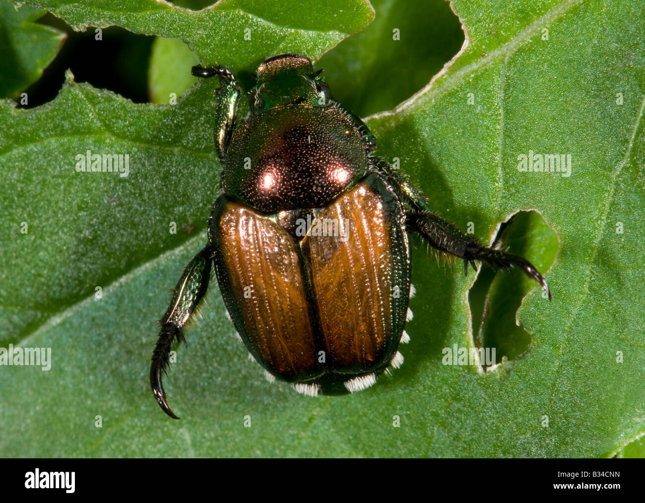 Coleottero giapponese Popillia japonica Foto Stock