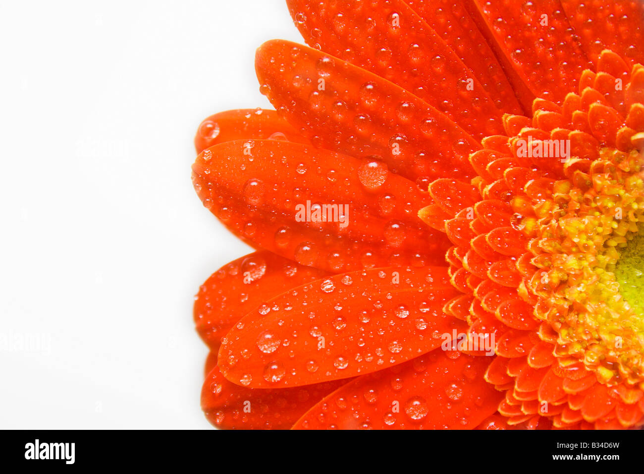 Red Margherita con gocce di strappo Foto Stock