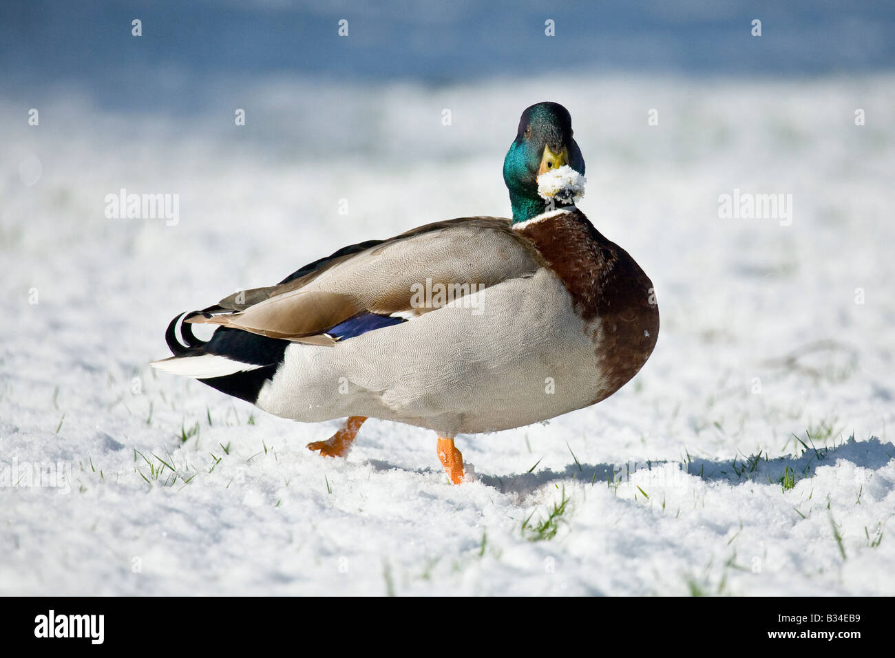 Funny Mallard Duck nella neve Foto Stock