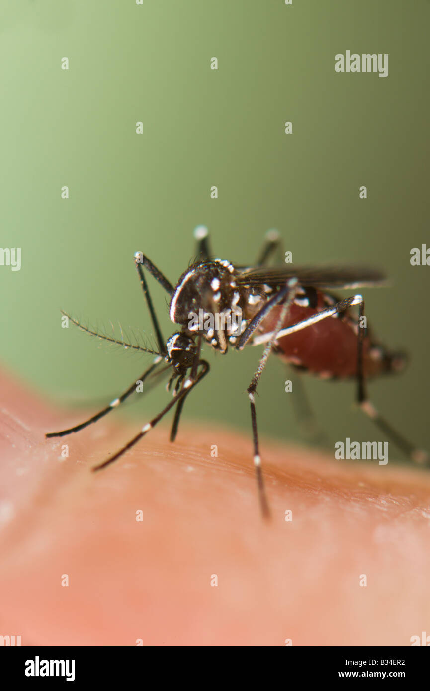 Femmine Aedes albopictus, Asian zanzara tigre, alimentazione di sangue sulla pelle umana Foto Stock