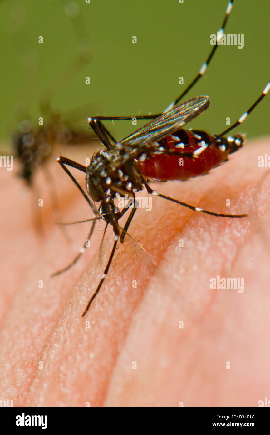 Un paio di femmine Aedes albopictus, Asian zanzara tigre, contemporaneamente l'alimentazione di sangue sulla pelle umana Foto Stock