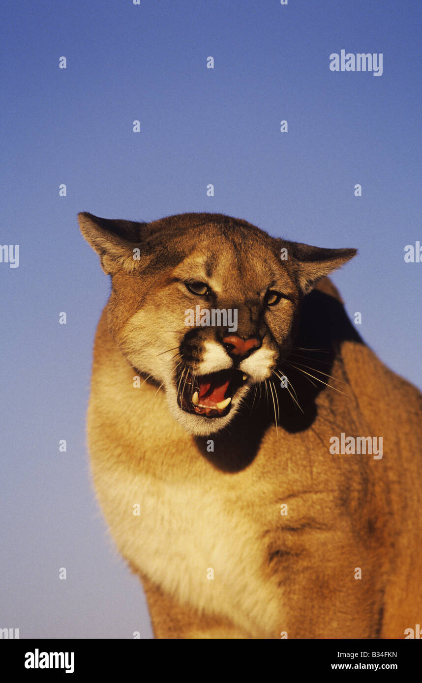 Mountain lion Puma concolor adulto ringhiando captive Colorado USA Foto Stock