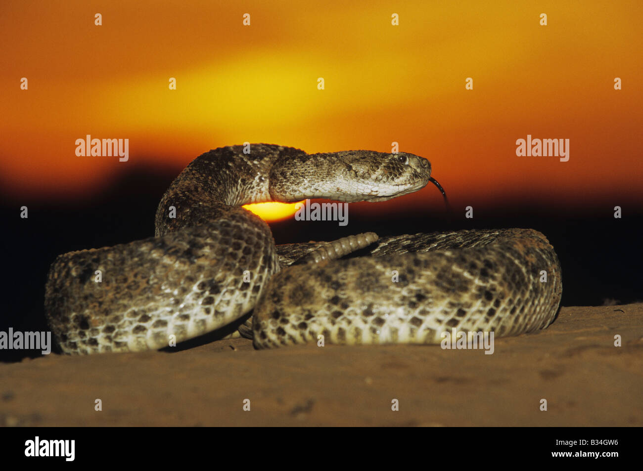 Western Diamondback Rattlesnake Crotalus atrox adulto in difesa pongono al tramonto Starr County Rio Grande Valley Texas USA Foto Stock