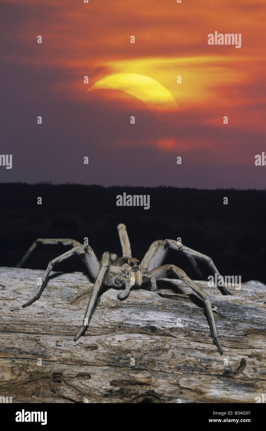 Wolf Spider Lycosidae adulto sul log durante l'eclisse solare parziale Starr County Rio Grande Valley Texas USA Foto Stock