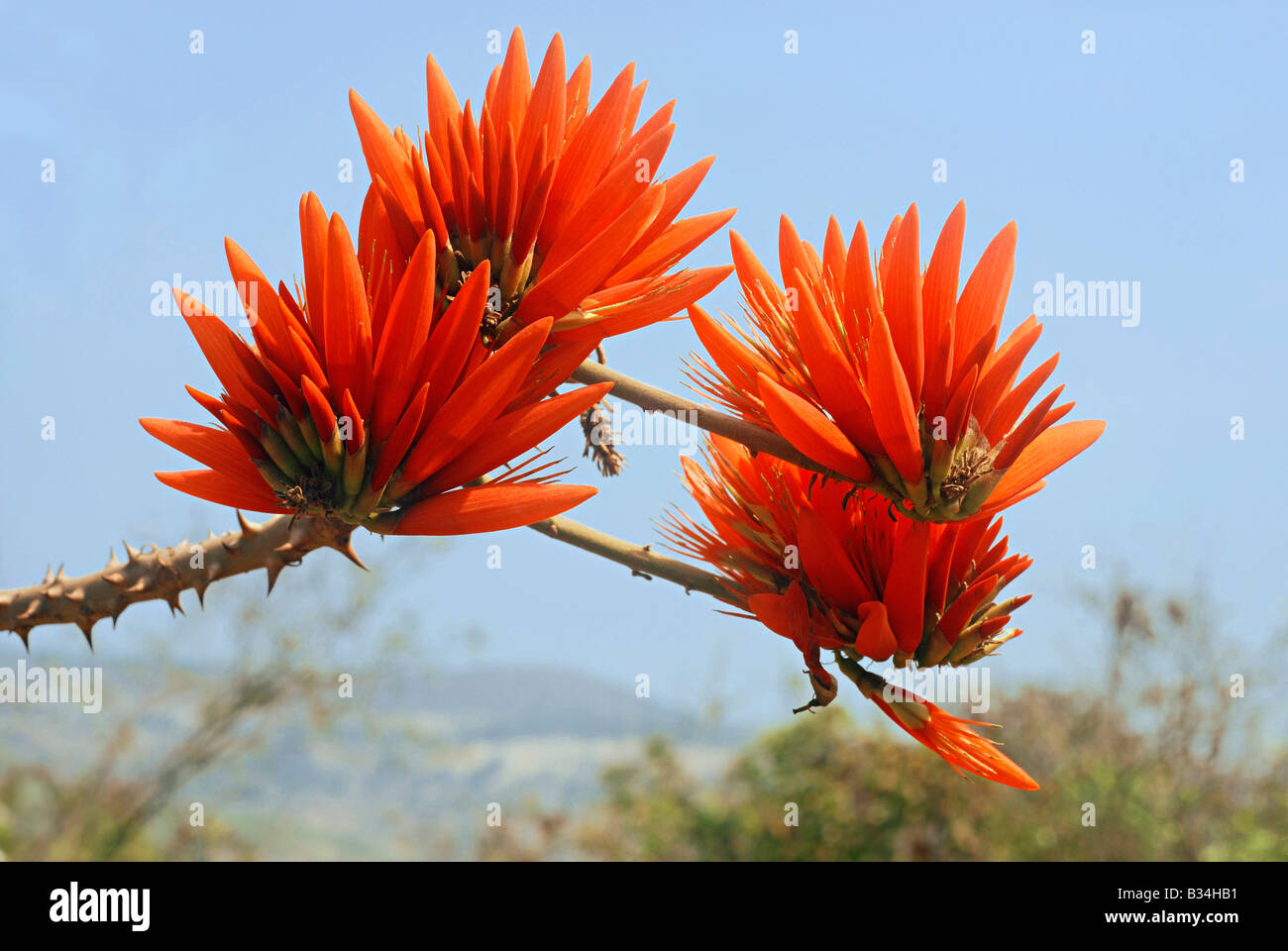 Infiorescenza di Erythrina stricta una di medie dimensioni albero a foglie decidue dalle parti di latifoglie del i Ghati Occidentali Foto Stock