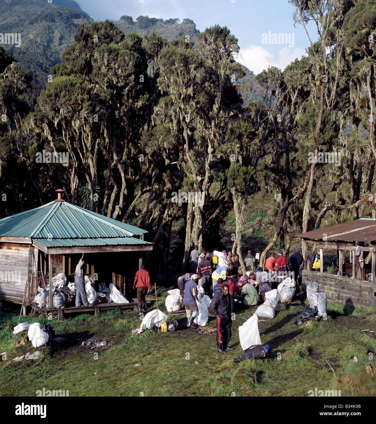In Uganda, Uganda occidentale Rwenzori Mountains. Portatori preparano i loro carichi di John Matte Hut (11.200 piedi). Il locale Bakonjo persone forniscono la maggior parte del servizio di facchinaggio per i visitatori per il Parco Nazionale dei Monti Rwenzori.Gli alberi nella parte posteriore delle capanne drappeggiati con il vecchio uomo con la barba (Usnea) sono tree eriche, che crescono 30-50 piedi alta. Foto Stock