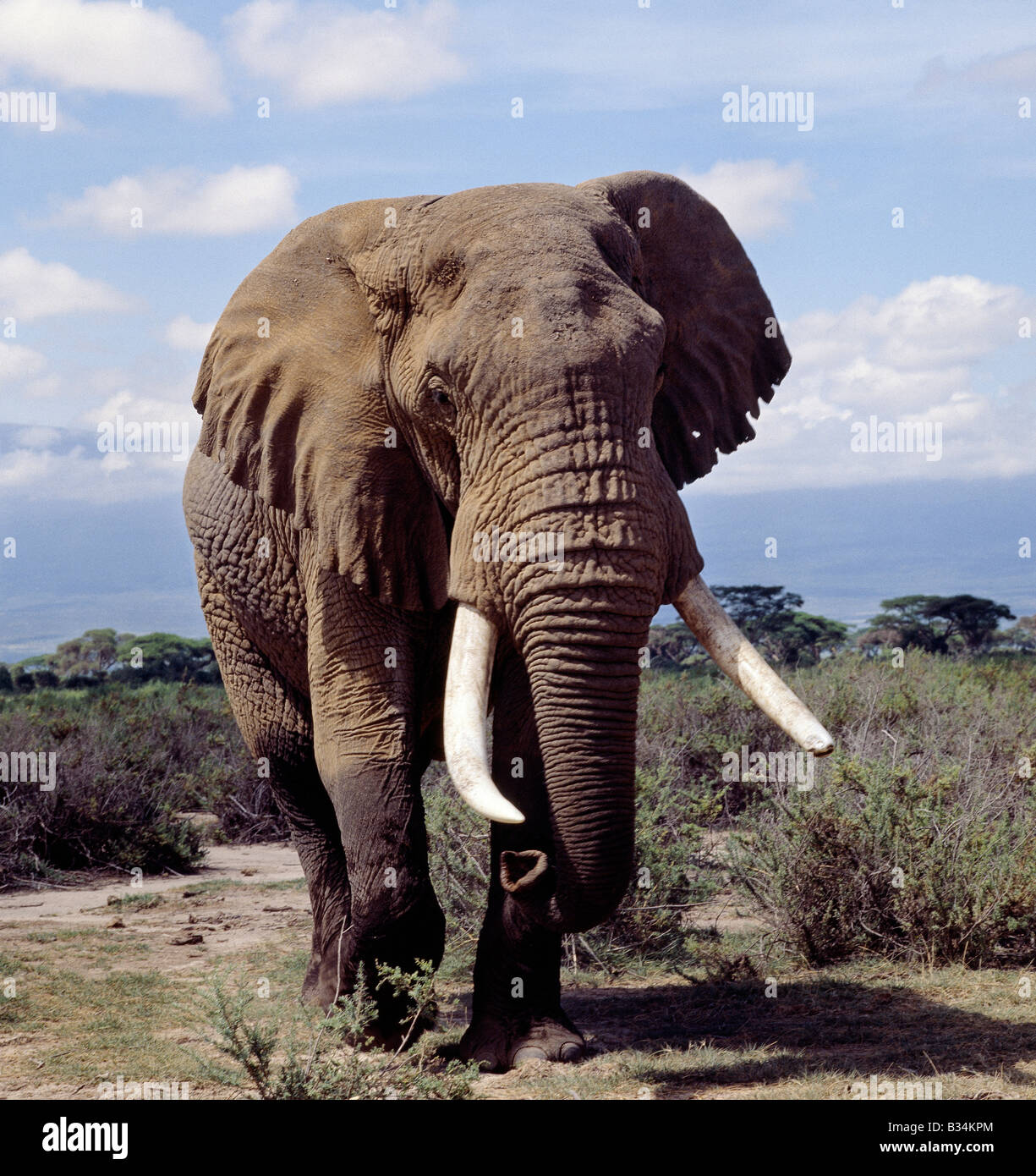 Kenya, Kajiado District, Amboseli National Park. Un toro elefante in Amboseli National Park. Gli elefanti consumano l equivalente di Foto Stock