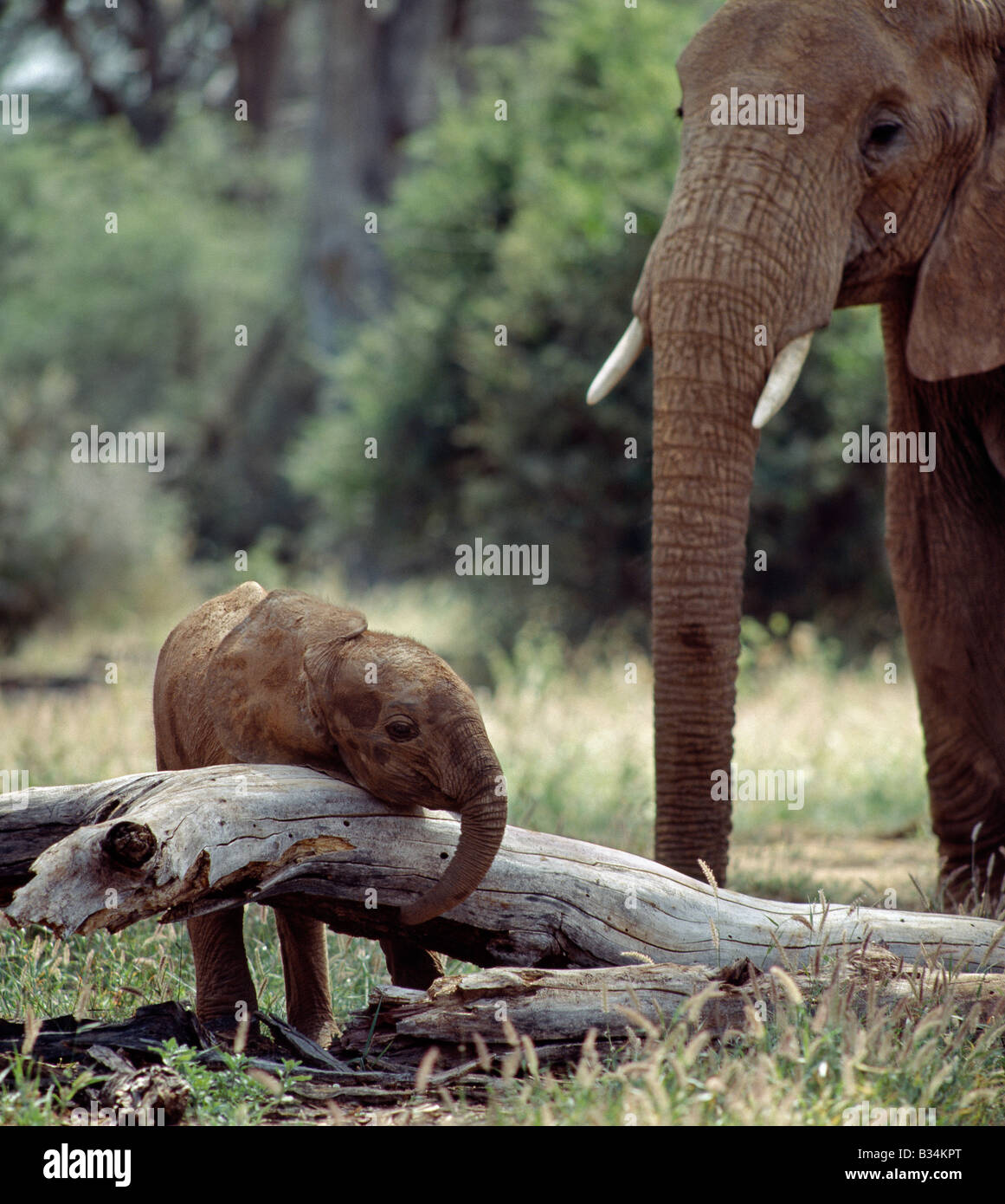 Kenya, Samburu District, Samburu riserva nazionale. Un elefante matriarca mantiene un attento guarda oltre il suo bambino in nazionale di Samburu Game Reserve. Il periodo di gestazione di elefanti è ventidue mesi con un intervallo tra i vitelli da quattro a nove anni. Foto Stock