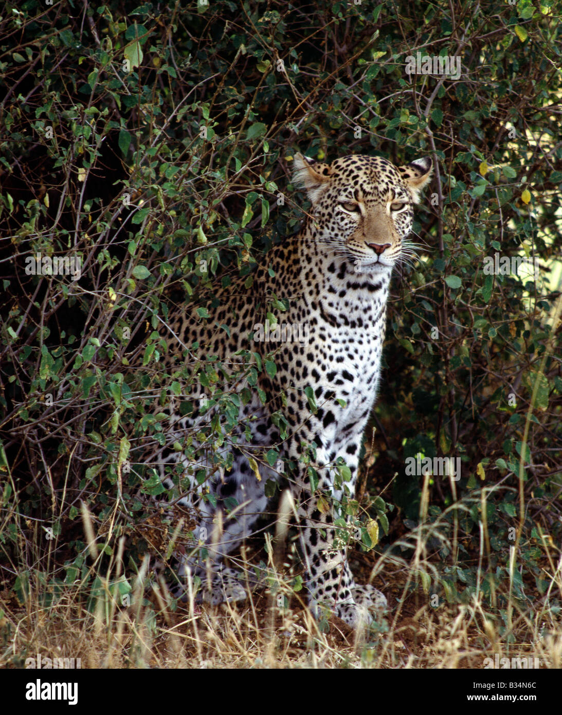 Kenya, Samburu District, Samburu riserva nazionale. Un leopard in nazionale di Samburu Game Reserve. . Foto Stock