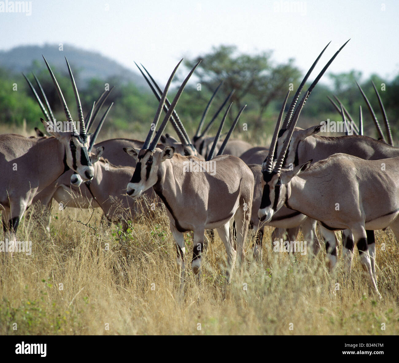 Kenya, Samburu district, Samburu riserva nazionale. Una mandria di oryx (Oryx beisa) nel Samburu Riserva nazionale del Kenia settentrionale. I segni distintivi e il lungo rettilineo di corna di queste belle antilopi li distinguono da altri animali delle pianure del nord. Essi abitano in zone aride, si nutrono di erba e sfoglia. La loro capacità di rimanere senza acqua è maggiore di quella del cammello.insolitamente, femmina corna sono più lunghi di quelli dei maschi. . Foto Stock