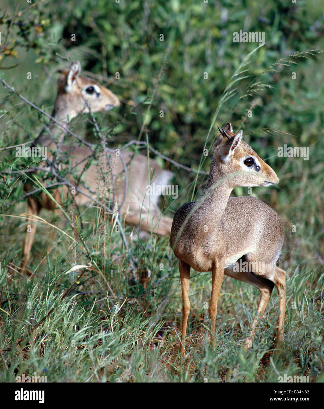 Kenya, Samburu district, Samburu riserva nazionale. Due dikdiks nel Samburu Riserva nazionale del Kenia settentrionale. Essi sono territoriali e vivono in coppie monogame. Solo i maschi hanno piccole corna.ben adattato ai semi-arido terre, essi sono completamente indipendenti di acqua, ottenendo tutti il tasso di umidità di cui hanno bisogno dal loro cibo. . Foto Stock