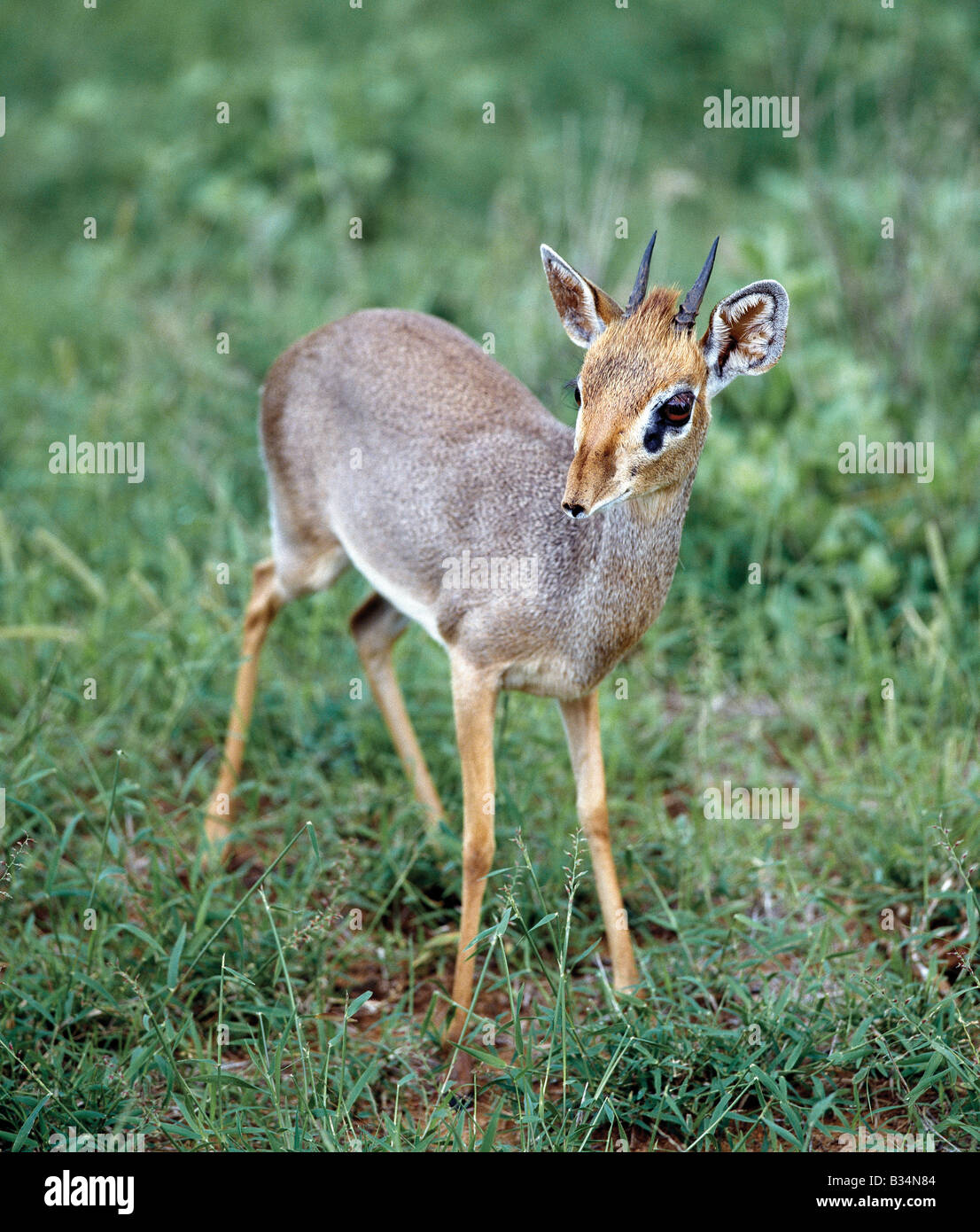 Kenya, Samburu district, Samburu riserva nazionale. Un dikdik nel Samburu Riserva nazionale del Kenia settentrionale. Didiks sono territoriali e vivono in coppie monogame. Solo i maschi hanno piccole corna.ben adattato ai semi-arido terre, essi sono completamente indipendenti di acqua, ottenendo tutti il tasso di umidità di cui hanno bisogno dal loro cibo. . Foto Stock