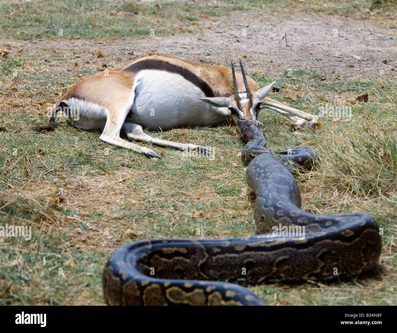 Kenya, Kajiado District, Amboseli. Dopo aver ucciso un Thomson gazelle, un pitone trascina dal naso in un luogo sicuro in cui si la divorerà fuori dalla vista di altri predatori e avvoltoi.Pitoni Africani possono raggiungere una lunghezza di oltre venti piedi. Essi non sono velenosi, piuttosto basarsi su uccisione da parte di strozzatura. Essi normalmente vivono in prossimità di acqua. . Foto Stock