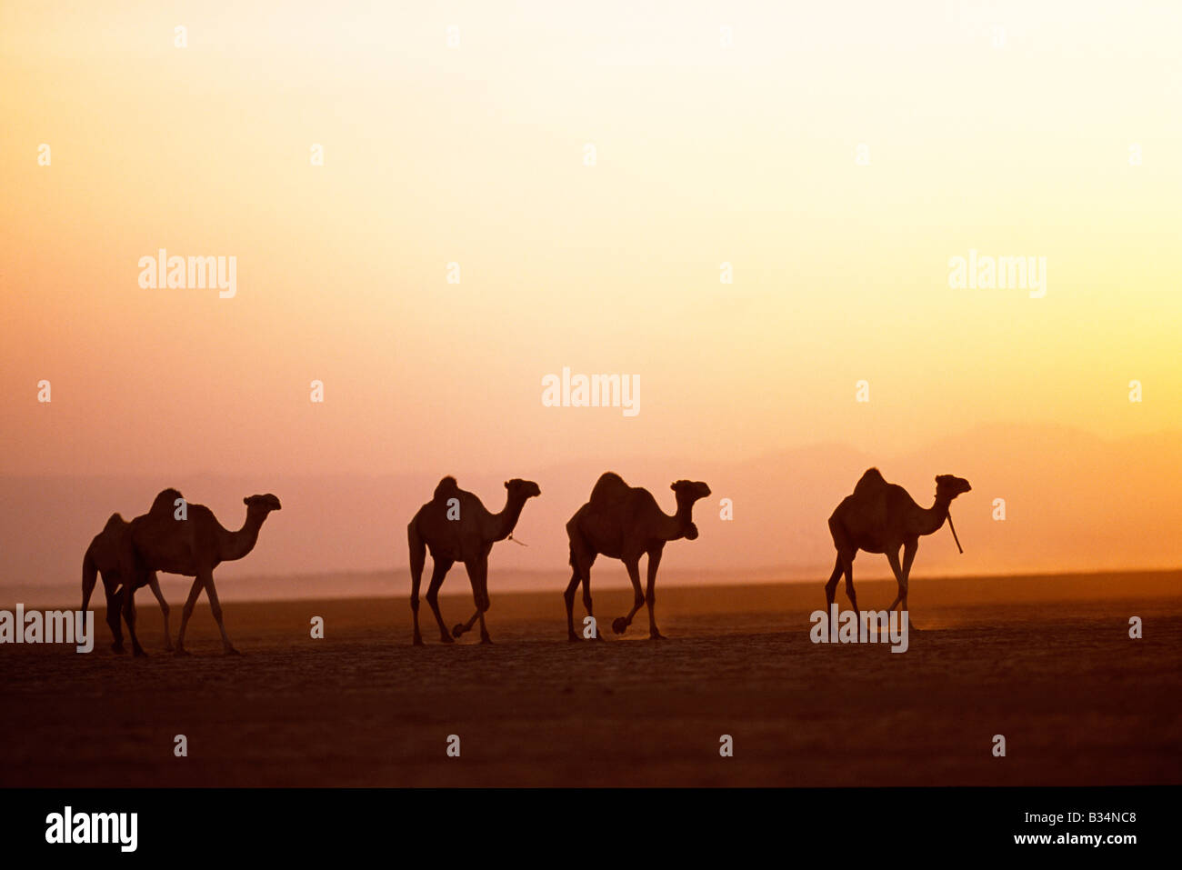 Kenya, Chalbi Desert, Kalacha. Cammelli appartenenti al Gabbra nel deserto Chalbi al tramonto. Il Gabbra sono un Cushitic tribù di pastori nomadi che vivono con le loro mandrie di cammelli e capre intorno la frangia del deserto Chalbi. Foto Stock