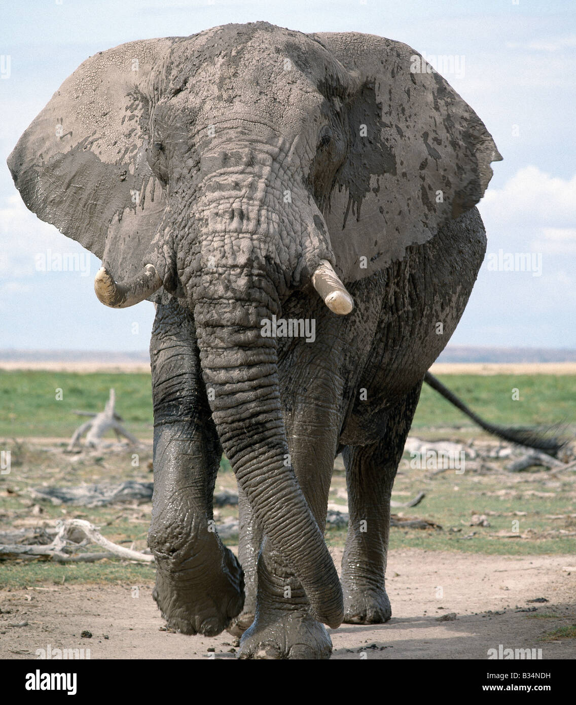 Kenya, Kajiado District, Amboseli National Park. Una bull elephant incrostato di fango emerge da una palude di Amboseli National Park. Foto Stock