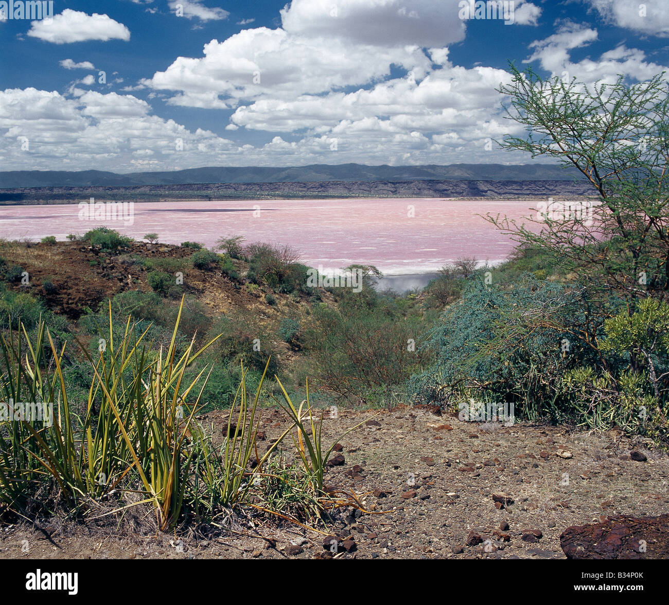 Kenya, Kajiado, Magadi. Lake Magadi, alcalino lago della Rift Valley, il sistema si trova in un molto caldo della regione sud del Kenya. La rosa-tinto incrostazioni minerali vengono estratti per una varietà di usi commerciali e sono continuamente alimentati da sorgenti sotterranee. Wild sisal, sansevieria, fiorisce in suolo povero in primo piano della foto mentre Nguruman scarpata (una parete occidentale della Grande Rift Valley) domina il paesaggio in lontananza. Foto Stock