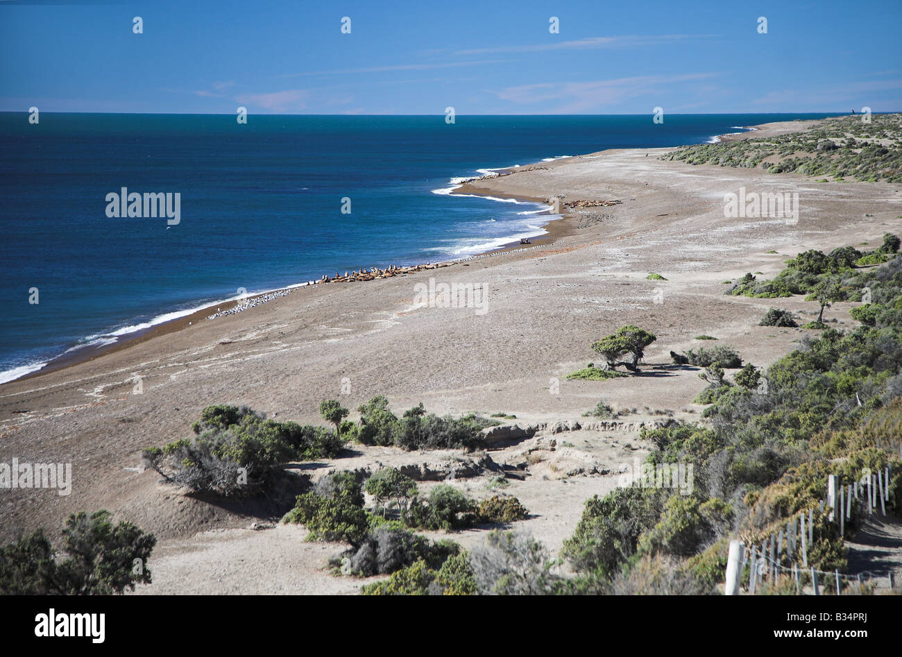 Leoni di mare sulla spiaggia a Reserva Faunistica Penisola Valdes vicino a  Puerto Madryn in Patagonia, Argentina Foto stock - Alamy