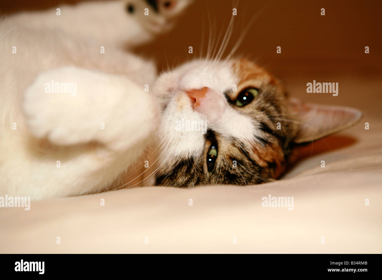 Cute cat su un letto. Foto Stock
