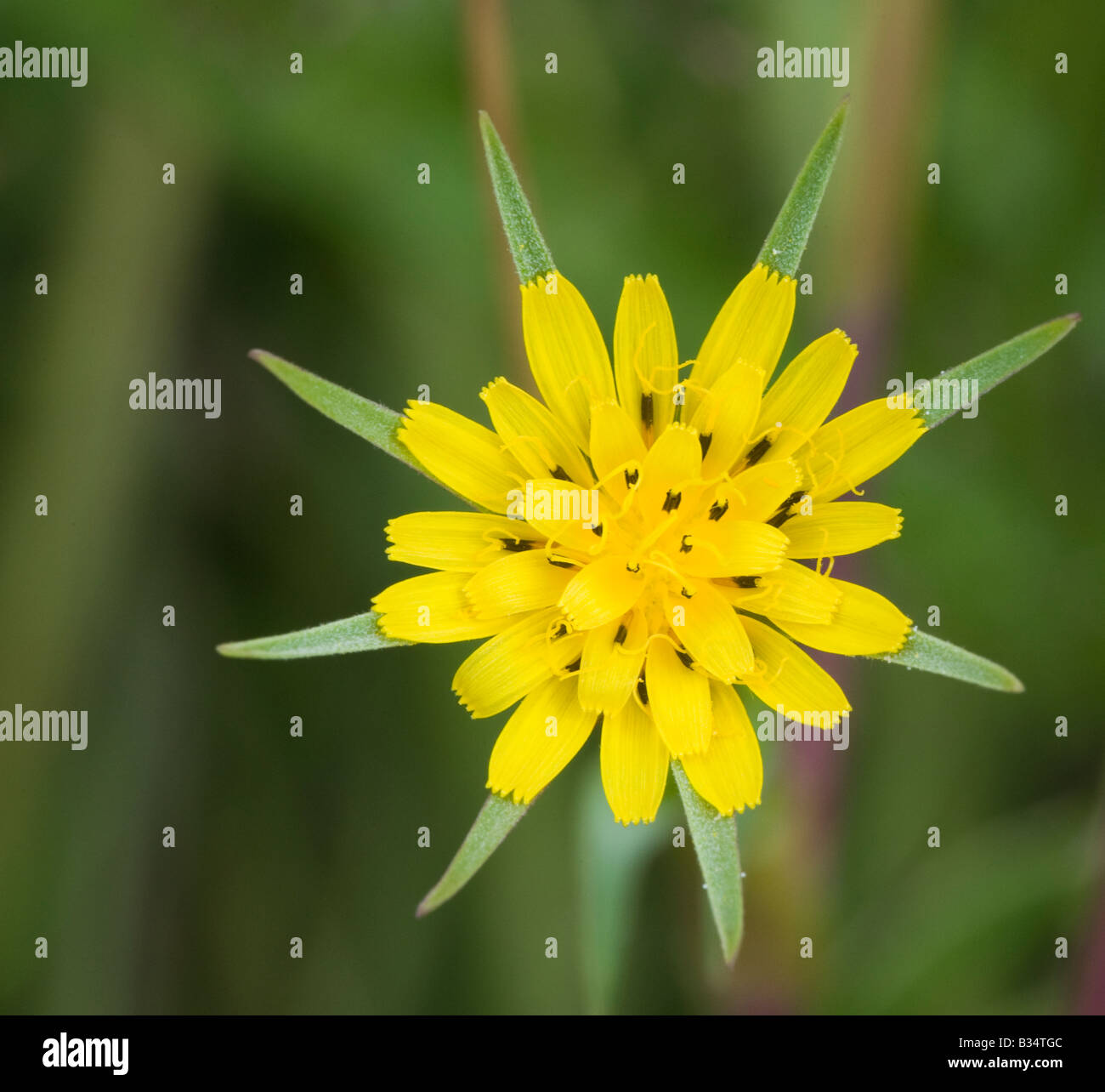 Di capra-barba (Tragopogon pratensis), fiore Foto Stock