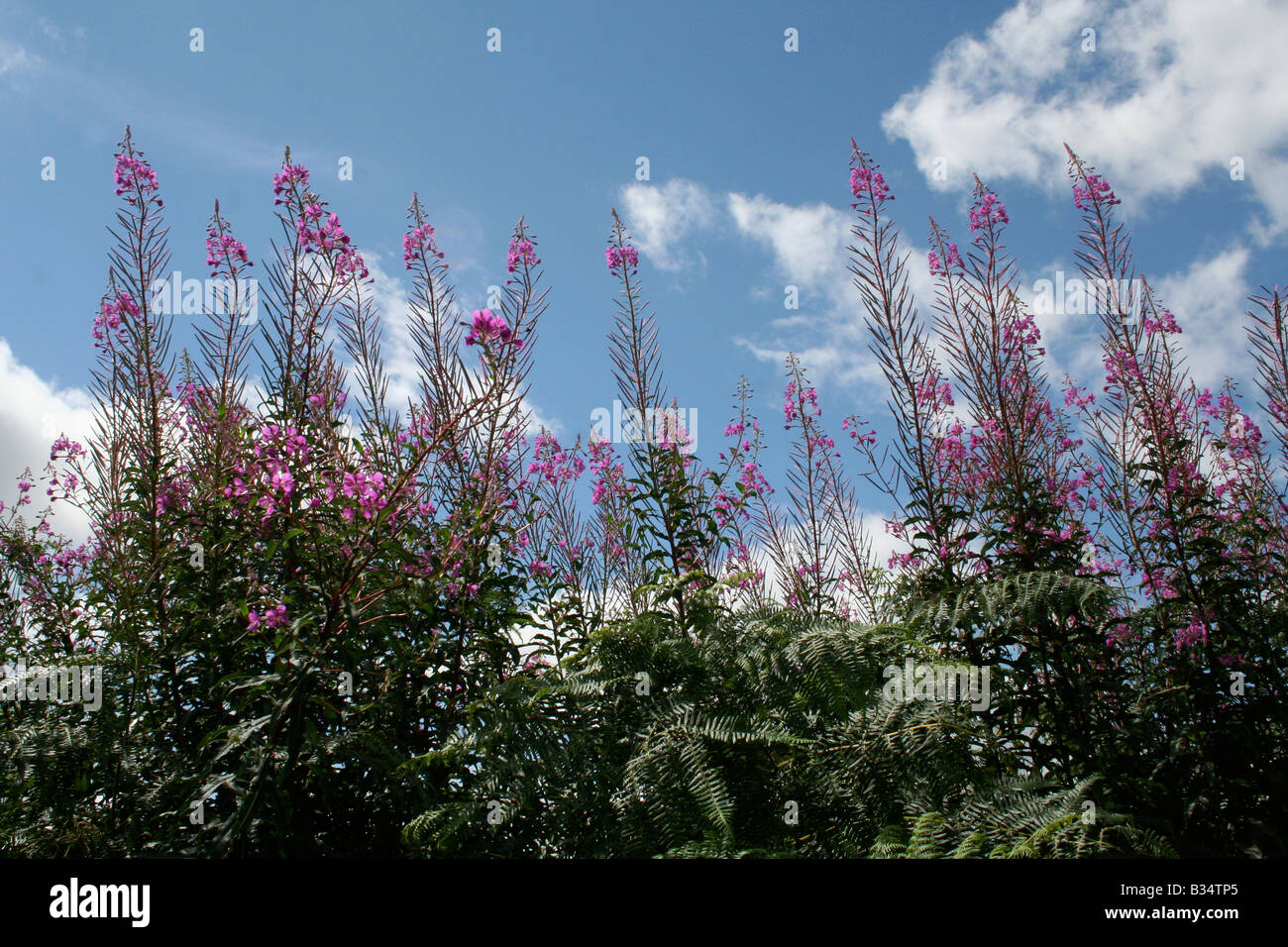 Lineare di rosa fiori selvatici che si elevano da una siepe in campagna. Foto Stock