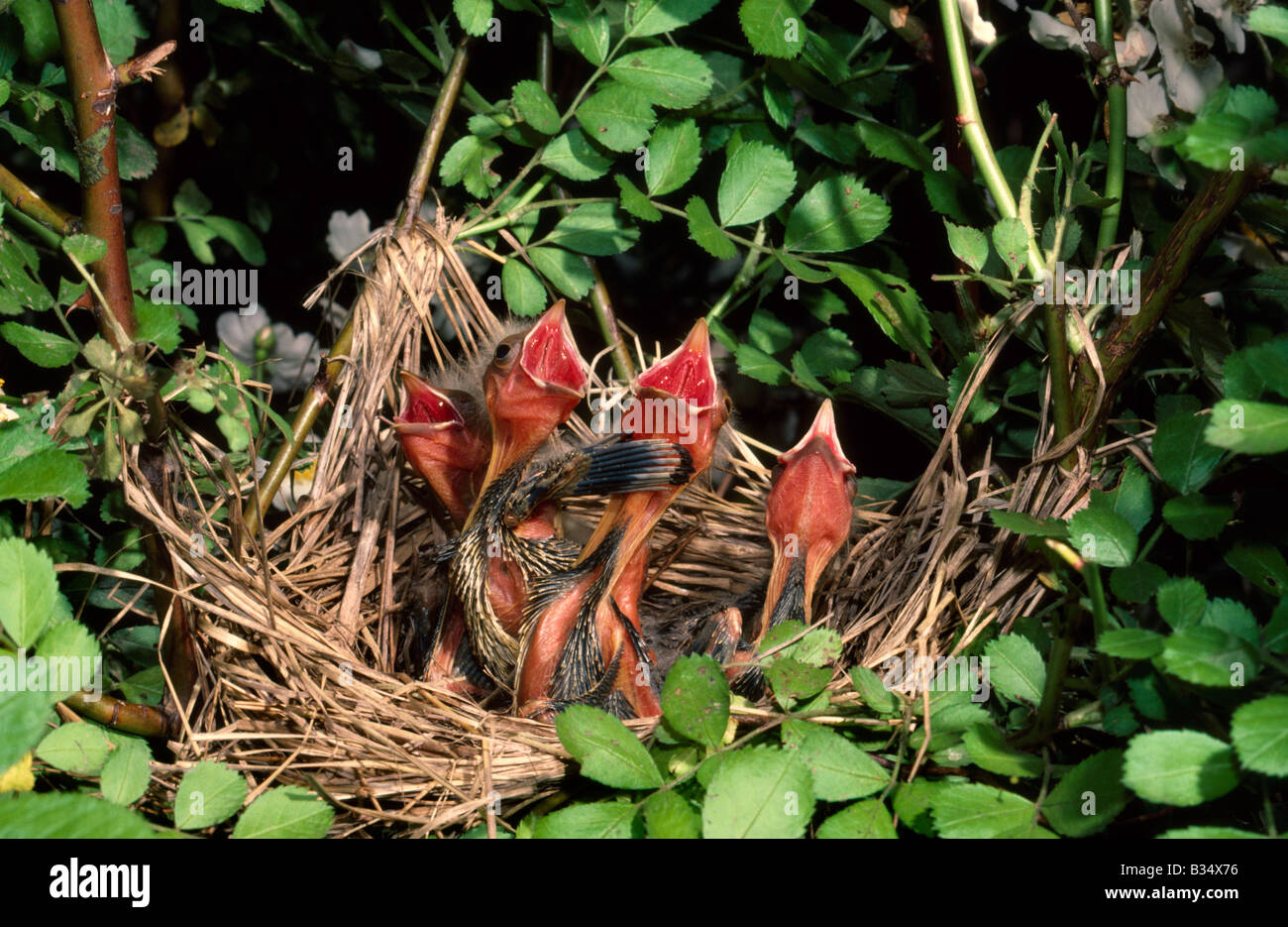 Red winged Blackbird pulcini Foto Stock