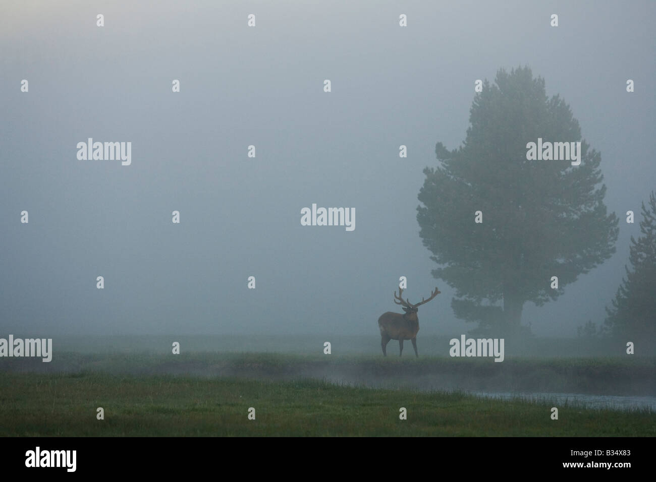 Elk (Cervus canadensis) toro in velluto al pascolo nella nebbia Foto Stock