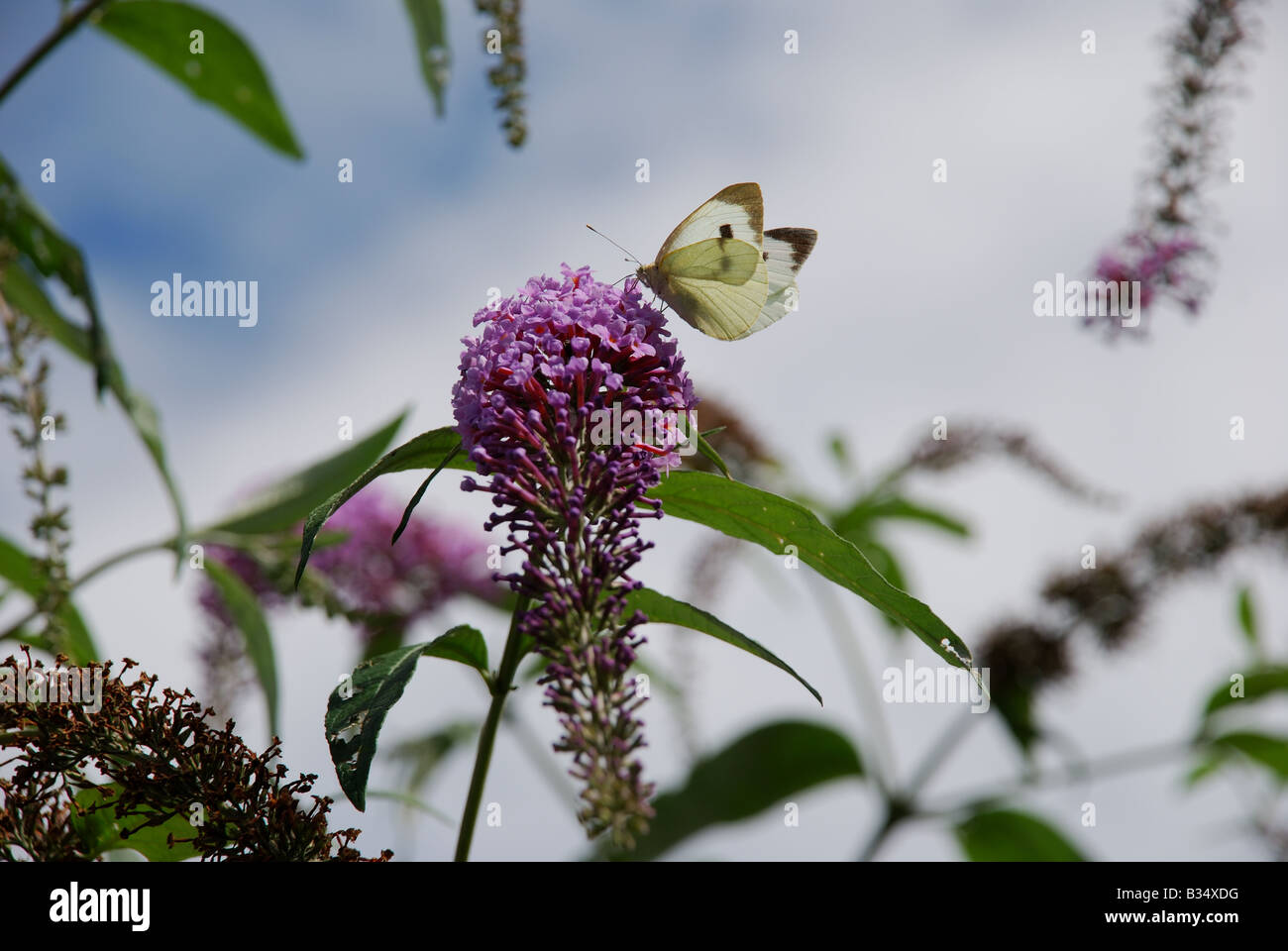 Farfalle e fiori viola in Colchester, Inghilterra Foto Stock