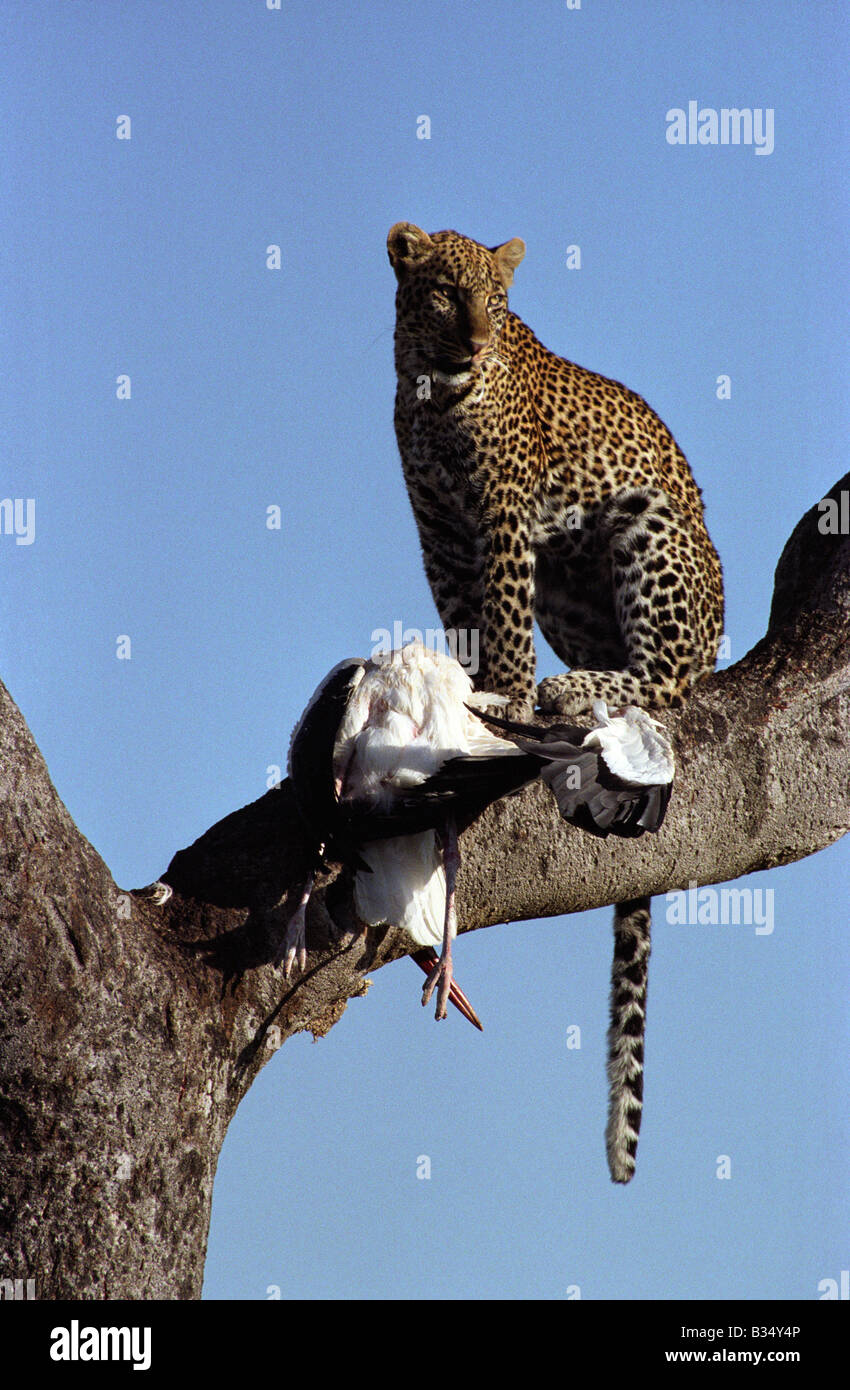 Kenia Masai Mara. Leopard (Panthera pardus) con Marabou Stork (Leptoptilos crumeniferus) Foto Stock