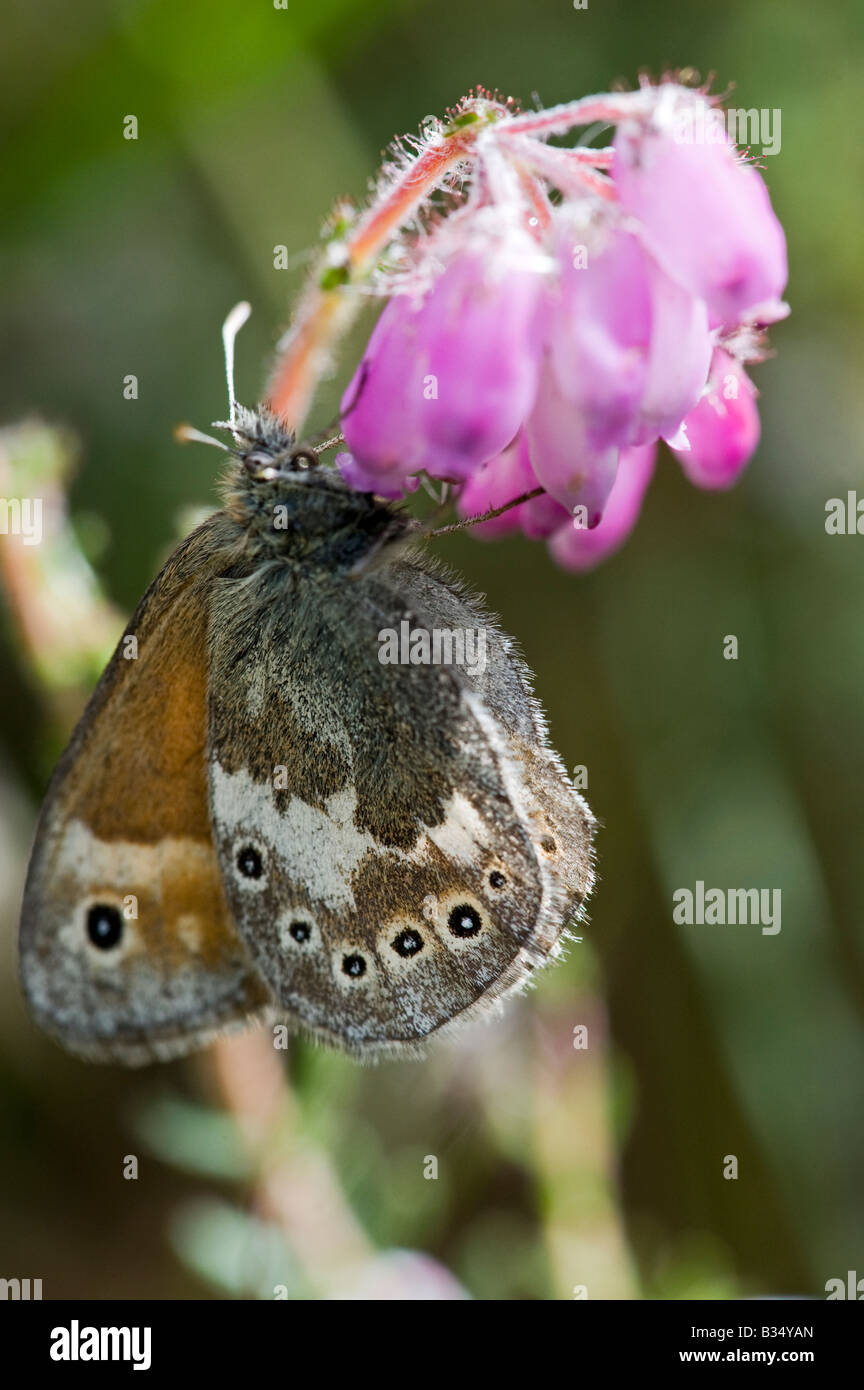 Grande Heath (Coenonympha tullia) su Cross-lasciava Heath Foto Stock