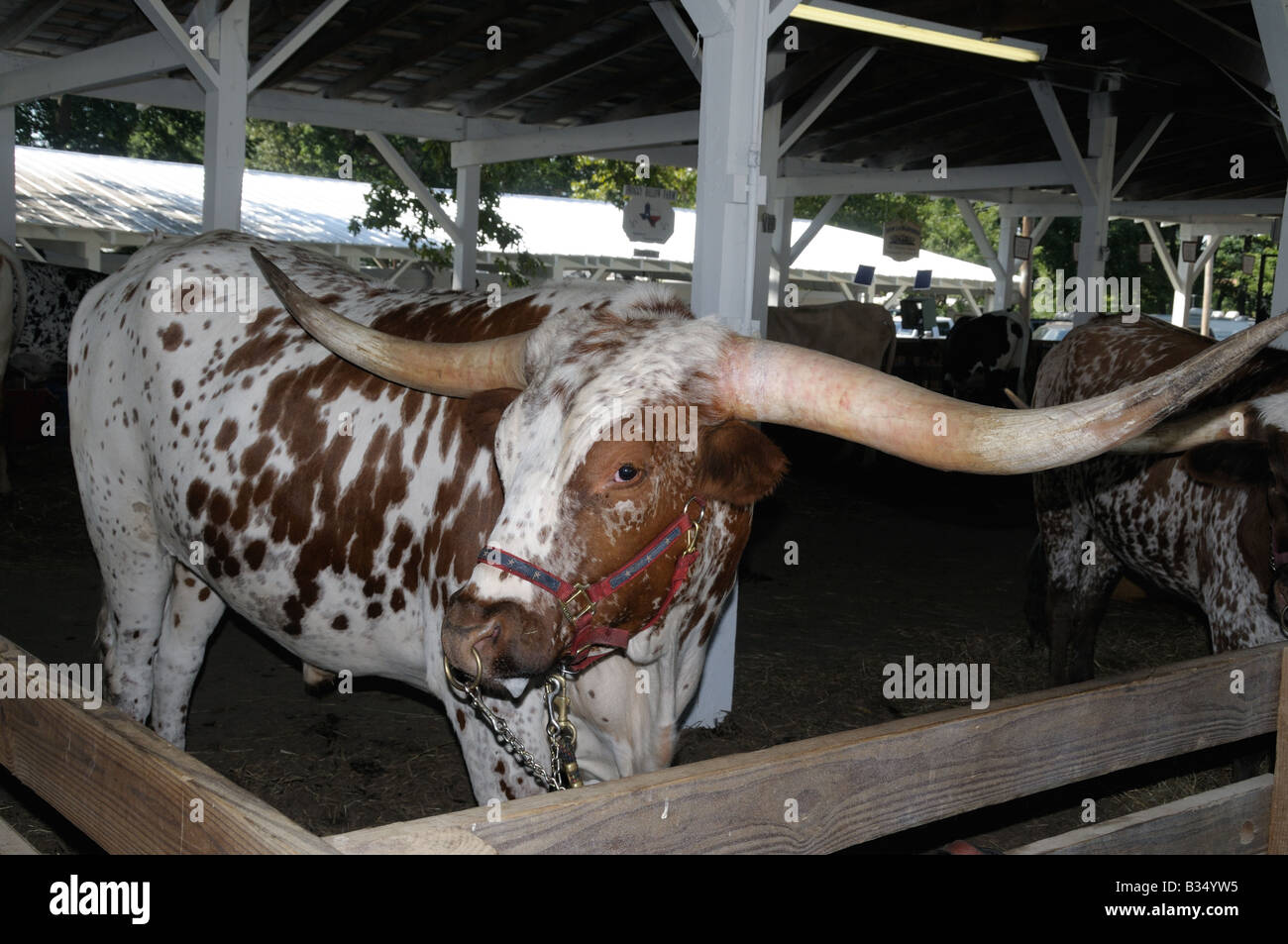 Un Texas Longhorn steer a Montgomery County Fair in Gaithersburg, MD Foto Stock