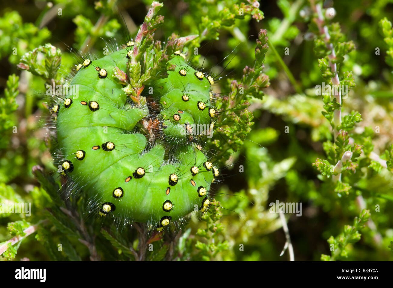 L'imperatore Tarma (Pavonia pavonia) caterpillar su Heather (Calluna vulgaris) Foto Stock