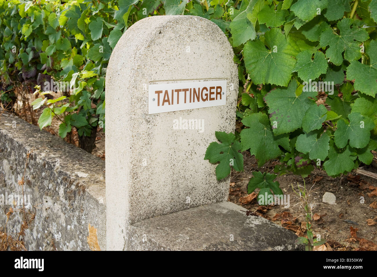 Taittinger vigna firmare Montagne de Reims Francia Foto Stock