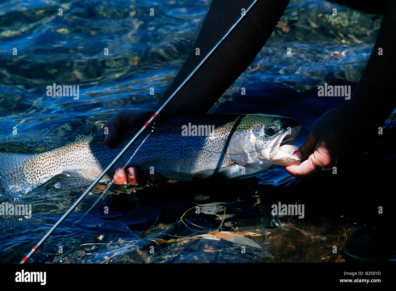 Kenya, Mt Kenya. Una buona misura della trota arcobaleno catturati su una mosca sul Lago di Alice. Foto Stock