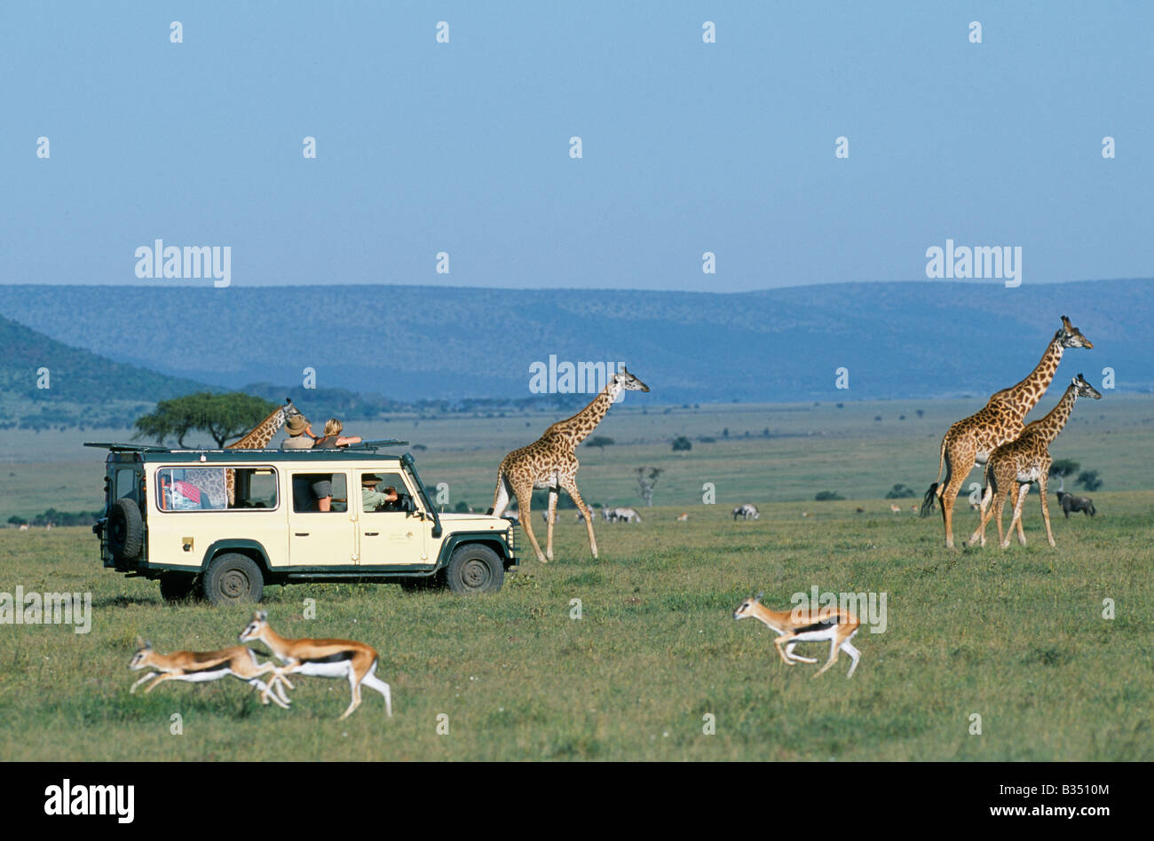 Kenia Masai Mara. Guardando Maasai giraffe su un game drive durante una vacanza safari. Foto Stock