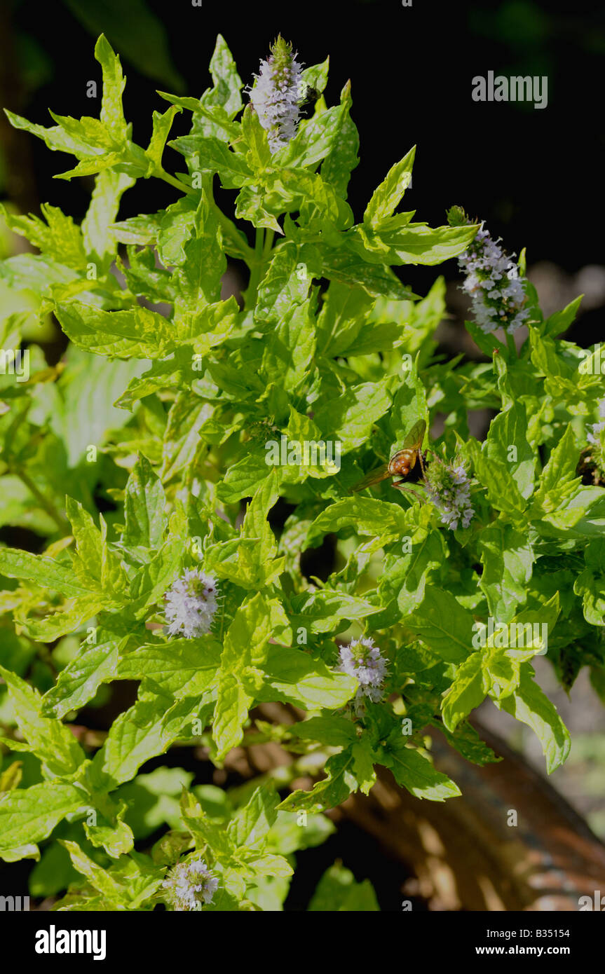 Le erbe culinarie HERB MENTA Mentha viridis uno dei più popolari erbe usate in cucina Foto Stock