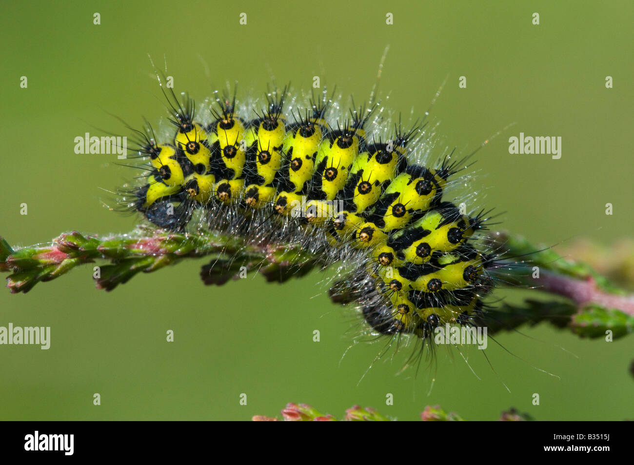 L'imperatore Tarma (Pavonia pavonia) caterpillar su Heather Foto Stock