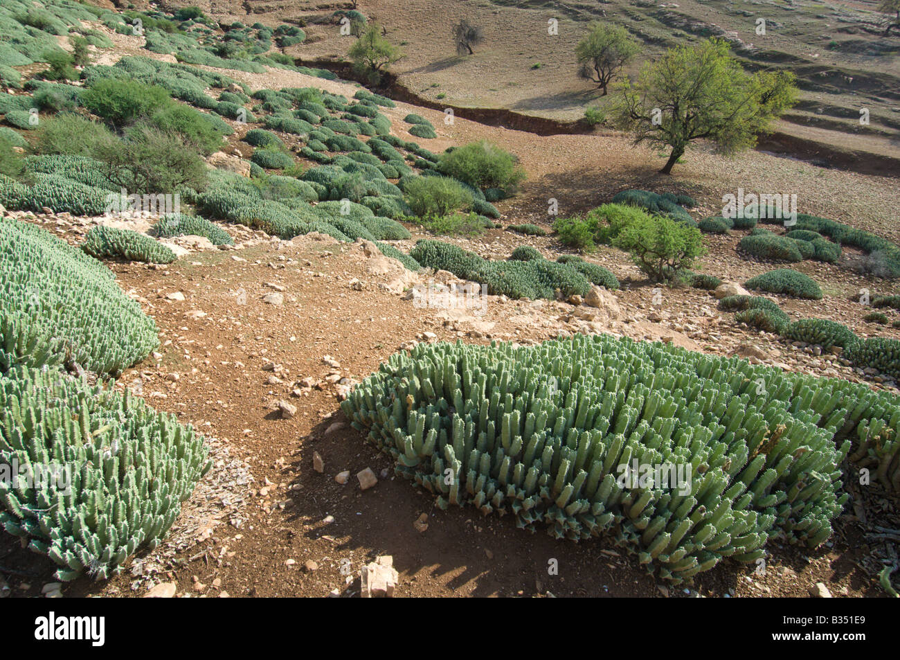 La resina di euforbia Euphorbia resinifera in una pendenza di bassa gamma Atlas, Marocco Foto Stock