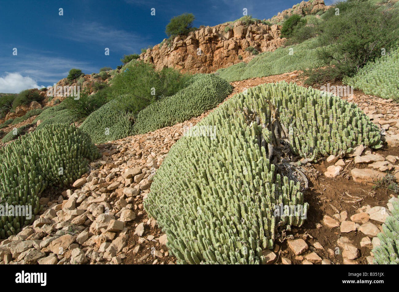 La resina di euforbia Euphorbia resinifera in una pendenza di bassa gamma Atlas, Marocco Foto Stock