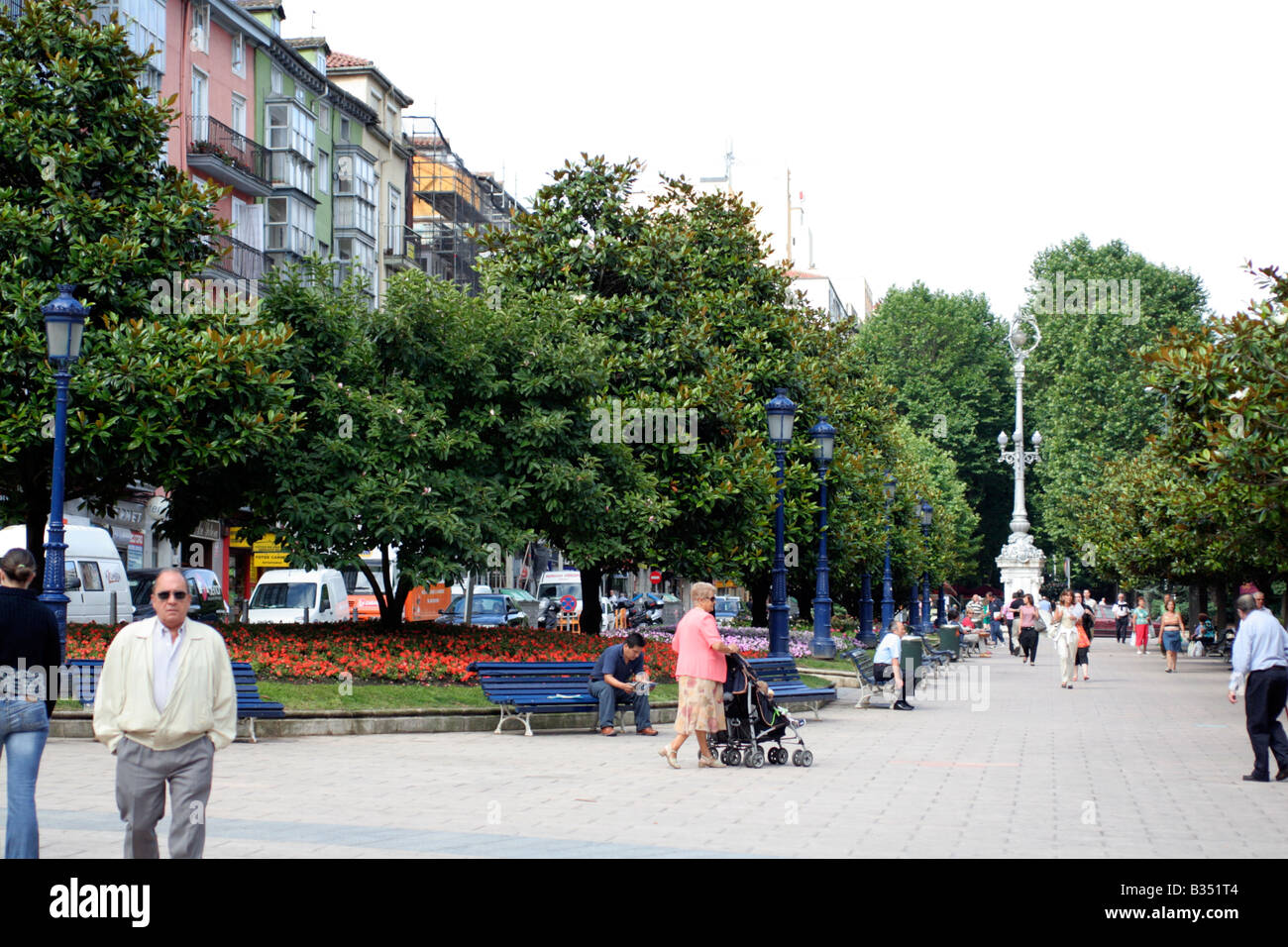 MAGNOLIA GRANDIFLORA cresce come un albero di strada in SANTANDER Cantabria Spagna Foto Stock