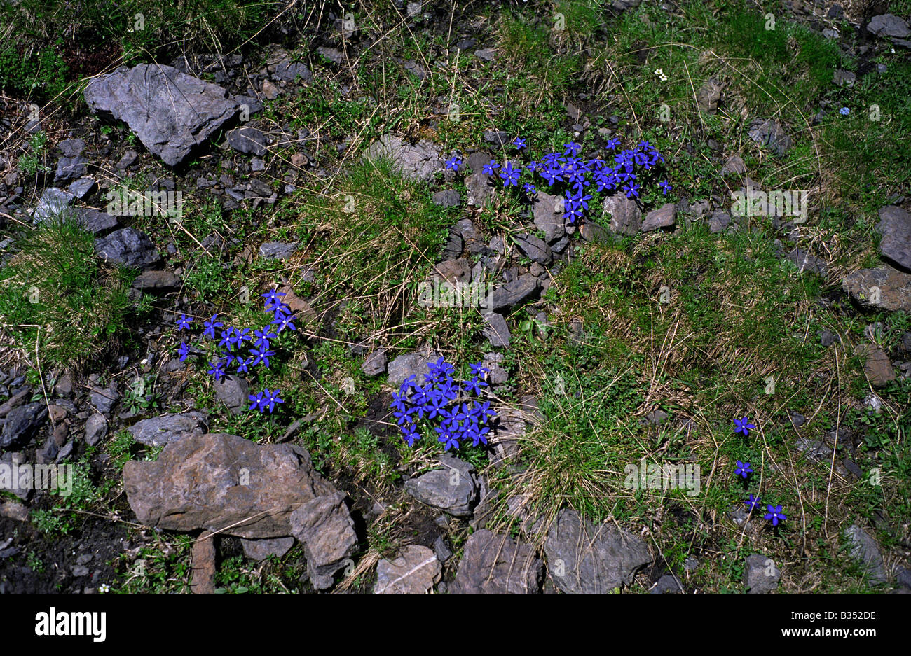 La molla la Genziana Gentiana verna Svizzera Berner Oberland Bernese Oberland walking mountain shilthorn esercitare la sicurezza energetica Foto Stock