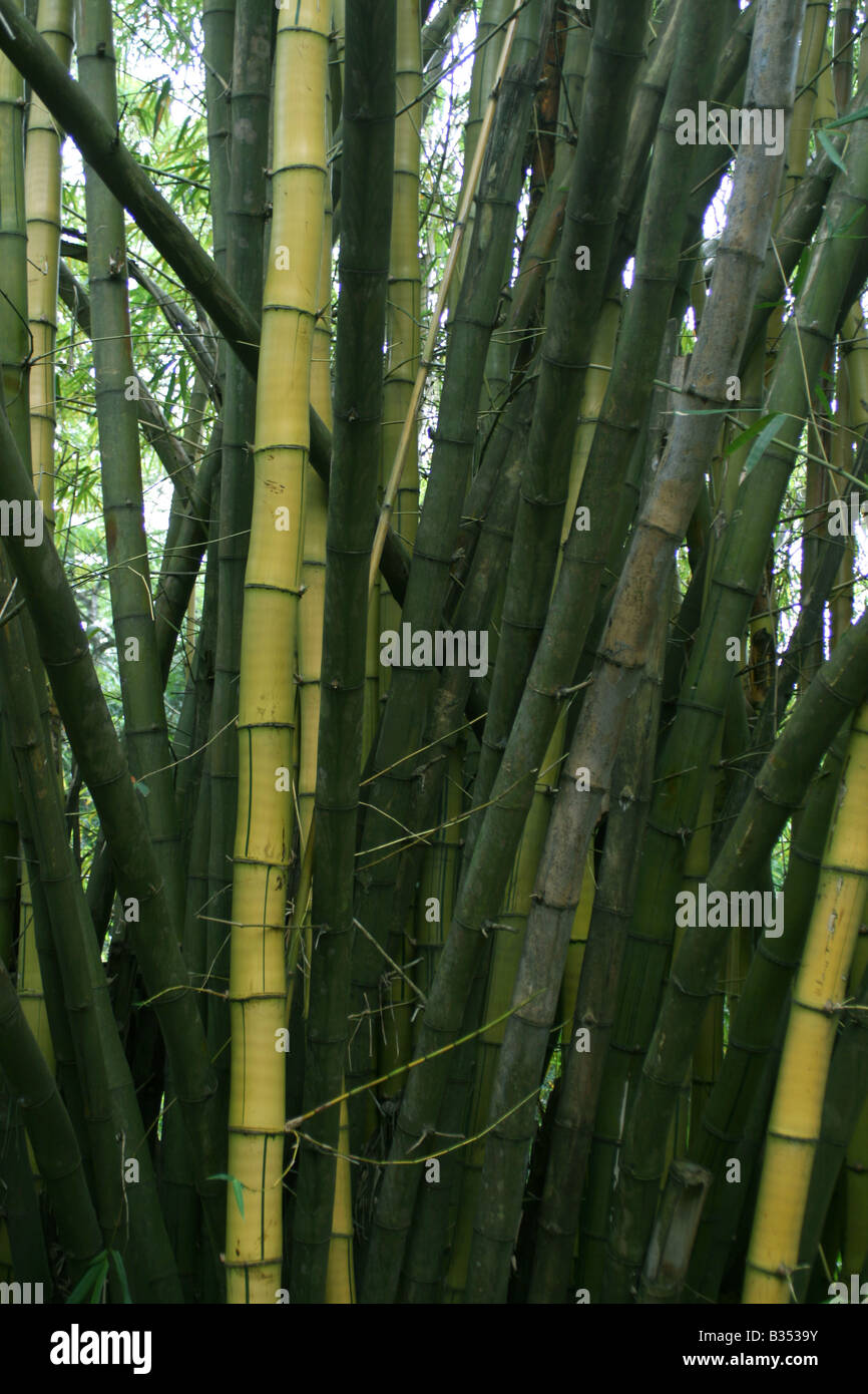 Alberi di bamboo colpo verticale Foto Stock