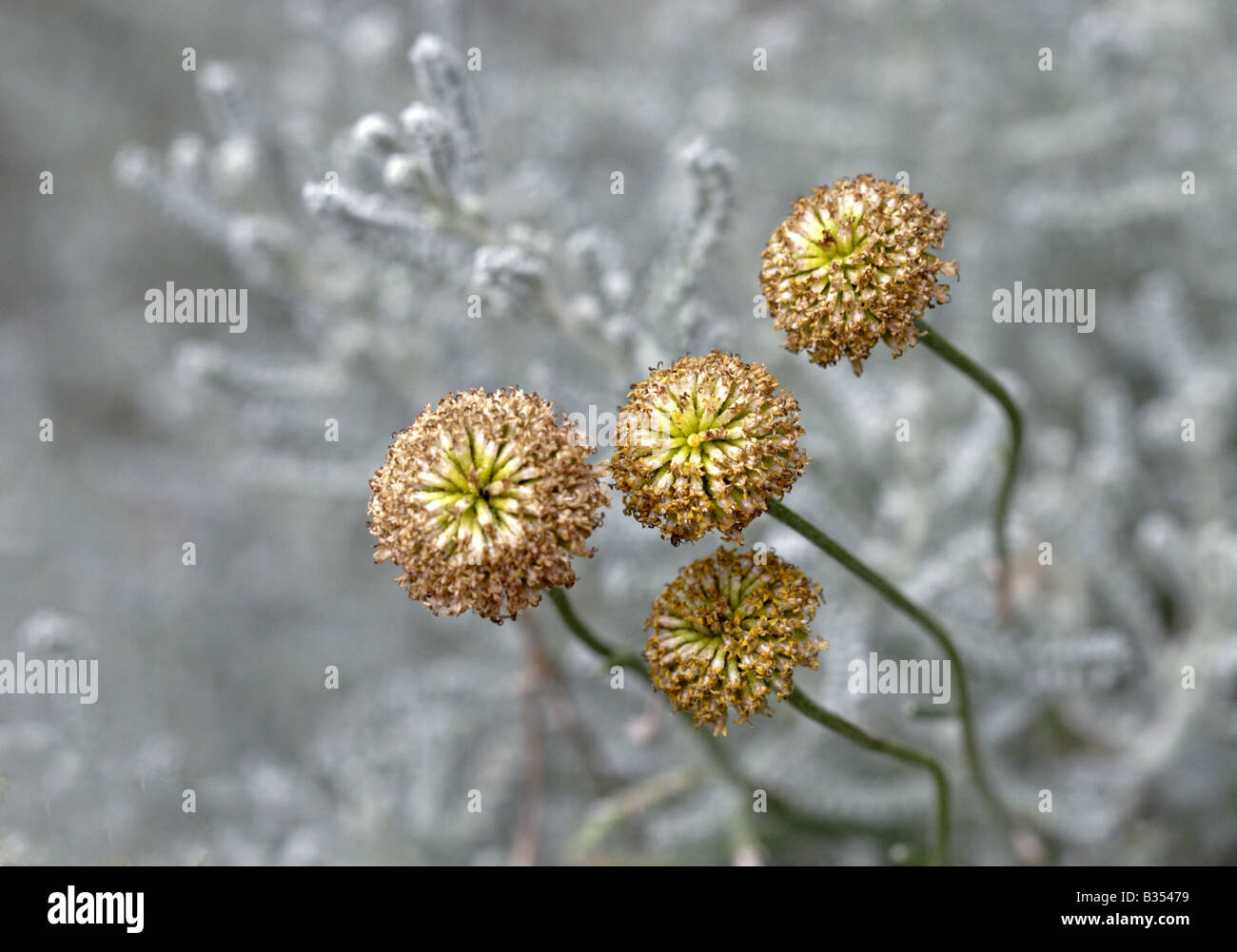Giallo Senecio fiori contro il suo fogliame color argento Foto Stock