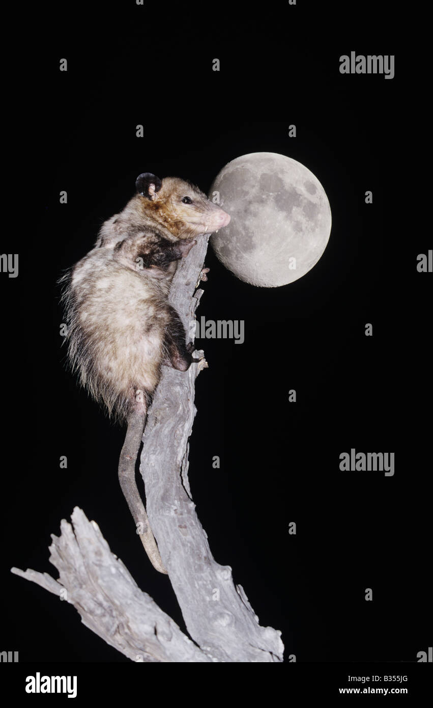 Virginia Opossum Didelphis virginiana arrampicata adulti albero morto durante la notte con la luna Starr County Rio Grande Valley Texas USA Foto Stock
